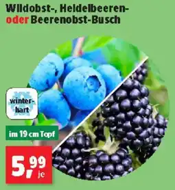 Thomas Philipps Wildobst, Heldelbeeren oder Beerenobst Busch Angebot