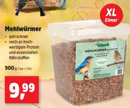 Thomas Philipps Mehlwürmer Angebot