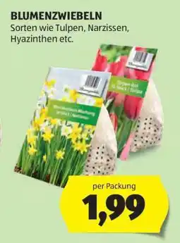 Hofer BLUMENZWIEBELN Angebot