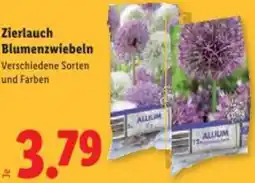 Lidl Zierlauch Blumenzwiebeln Angebot
