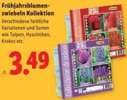 Lidl Frühjahrsblumen- zwiebeln Kollektion Angebot