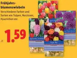 Lidl Frühjahrs- blumenzwiebeln Angebot
