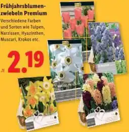 Lidl Frühjahrsblumen- zwiebeln Premium Angebot