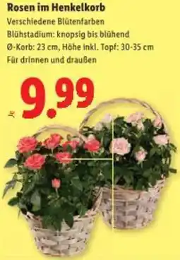Lidl Rosen im Henkelkorb Angebot