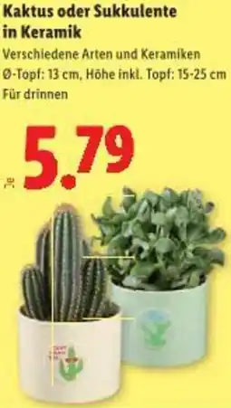 Lidl Kaktus oder Sukkulente in Keramik Angebot