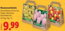 Lidl Blumenzwiebeln Angebot