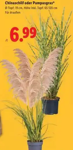 Lidl Chinaschilf oder Pampasgras Angebot