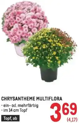 Metro Chrysantheme multiflora Angebot