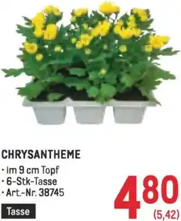 Metro Chrysantheme Angebot