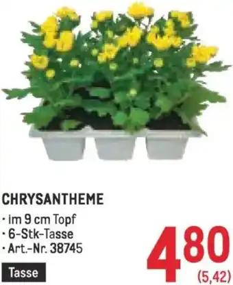 Metro Chrysantheme Angebot