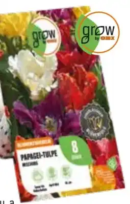 OBI Grow by Obi Papagei-Tulpen Mischung Angebot