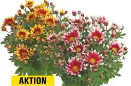 OBI Herbstchrysantheme Angebot