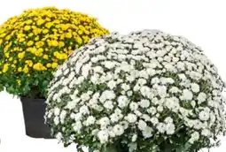 OBI Grow by Obi Chrysantheme Angebot
