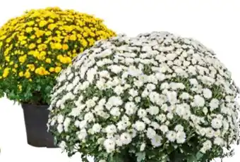 OBI Grow by Obi Chrysantheme Angebot