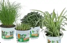 OBI Grow by Obi Vitalfutter Angebot