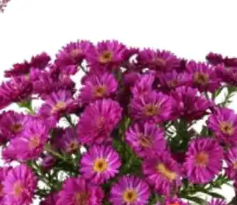 OBI Glattblatt-Aster Angebot
