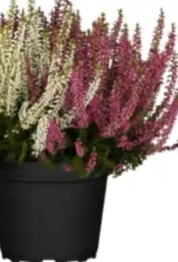 OBI Garden Girls Knospenheide Trio Angebot