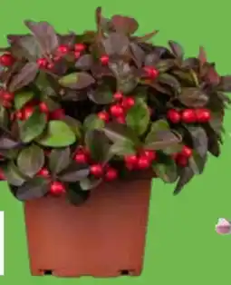 OBI Scheinbeere Big Berry Angebot