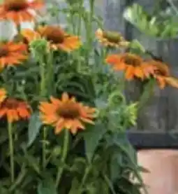 OBI Grow by Obi Garten-Scheinsonnenhut Angebot