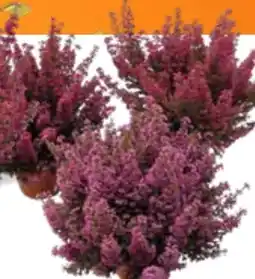 OBI Glockenheide Angebot