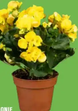 OBI Grow by Obi Begonie Angebot