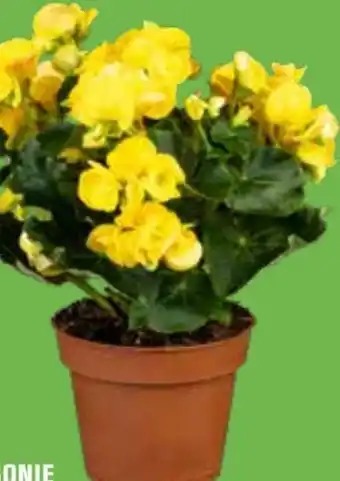 OBI Grow by Obi Begonie Angebot