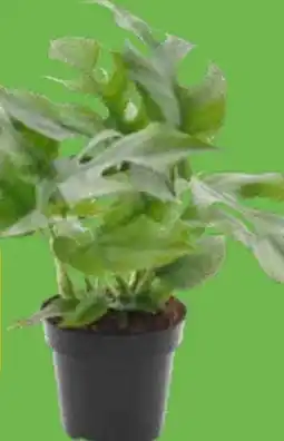 OBI Grow by Obi Fensterblatt Angebot