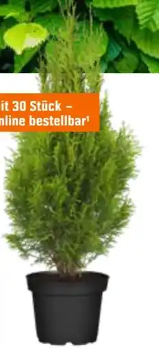 OBI Lebensbaum Smaragd Angebot