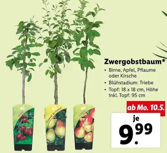 Lidl Zwergobstbaum 95 cm Angebot