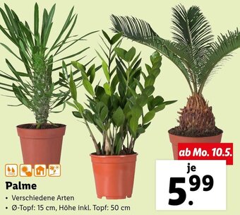 Lidl Palme Angebot
