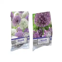 Lidl Zierlauch Blumenzwiebeln versch. Sorten und Farben Lidl Angebot