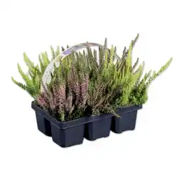 Lidl Calluna Lidl Angebot