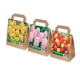 Lidl Blumenzwiebeln versch. Sorten Lidl Angebot