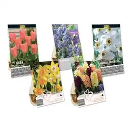 Lidl Frühjahrsblumenzwiebeln Premium versch. Farben und Sorten Lidl Angebot