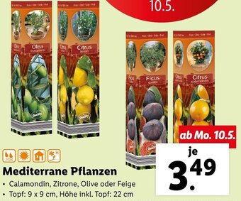 Lidl Mediterrane Pflanzen Angebot