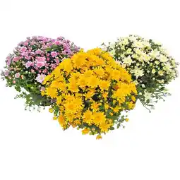 BayWa Garten-Chrysantheme 9123729 BayWa Angebot