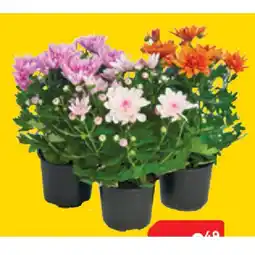 BayWa Chrysantheme 42782495 BayWa Angebot