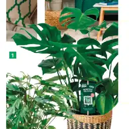 BayWa Philodendron Monstera deliciosa 42770567 BayWa Angebot