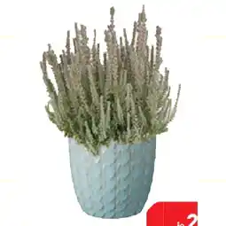 BayWa Besenheide 30458741 BayWa Angebot