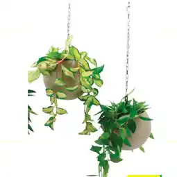 BayWa Arrangement Ampel im 21-cm-Topf BayWa Angebot