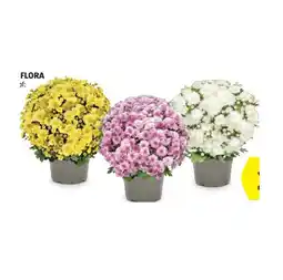 Hofer Chrysantheme Multiflora versch. Blütenfarben HOFER Angebot