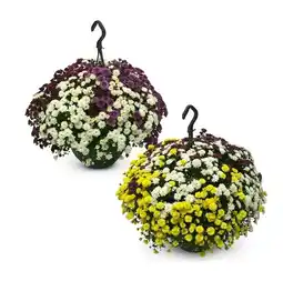 Hofer Chrysanthemen-Ampel versch. Sorten HOFER Angebot