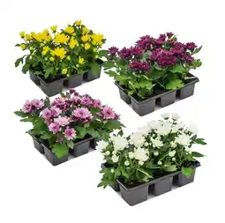 Hofer Chrysanthemen verschiedenen Sorten und Blütenfarben HOFER Angebot