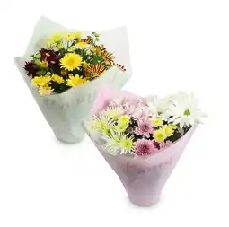 Hofer Chrysanthemen „Bouquet“ versch. Sorten HOFER Angebot
