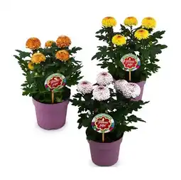 Hofer Chrysanthemen Flowerpops versch. Sorten HOFER Angebot