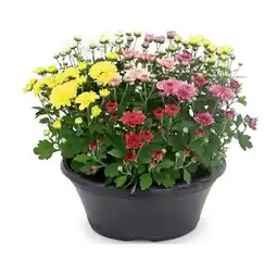 Hofer Chrysantheme multiflora 5-färbig HOFER Angebot