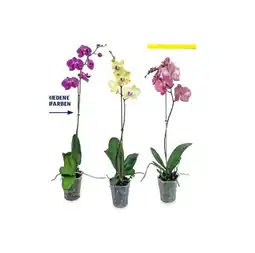 Hofer Orchidee im 12-cm-Topf versch. Blütenfarben HOFER Angebot