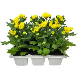 Metro Chrysantheme, Preisangabe ohne MwSt. (Preis inkl. MwSt. 5,42 €), METRO Angebot