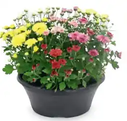 Hofer Chrysanthemen Multiflora Angebot
