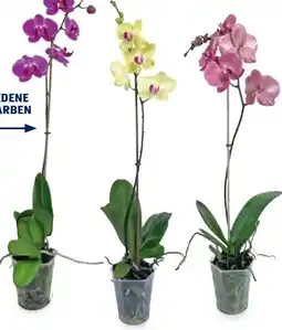 Hofer Orchideen Angebot